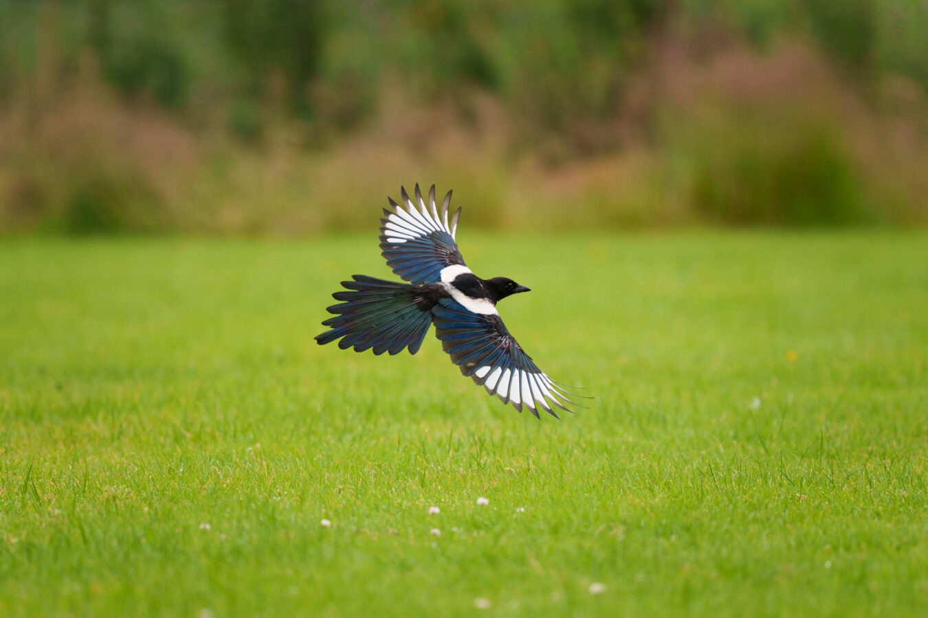 Magpie in flight