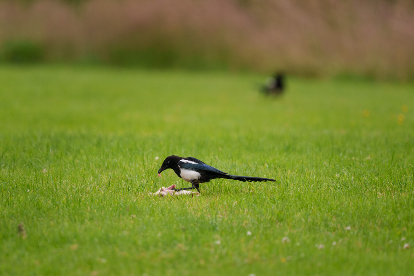 Magpie eating a piece of meat on the ground.