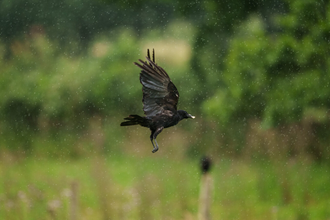 Crow in flight with a piece of meat in its beak.