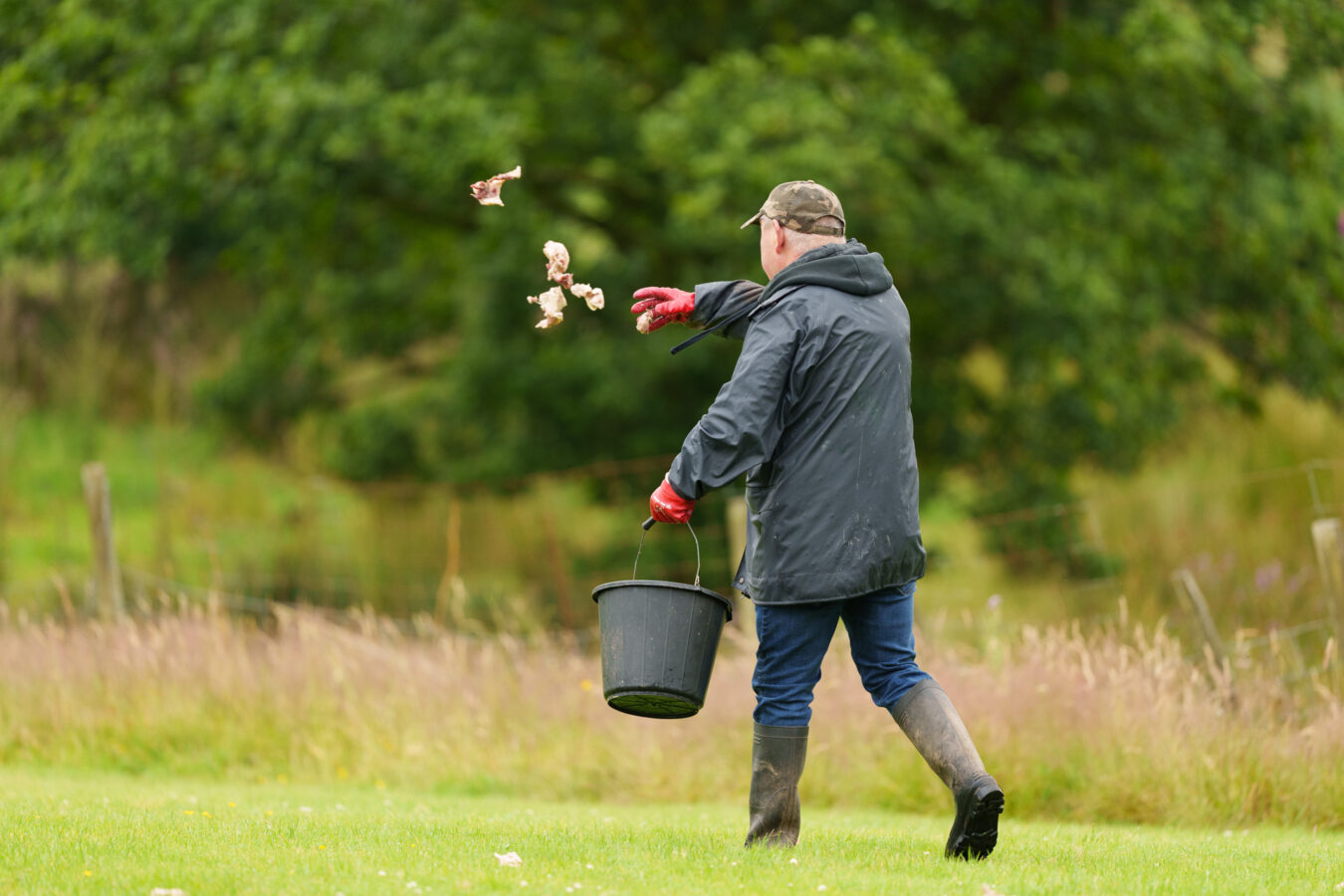 Farmer throwing meat on the ground.