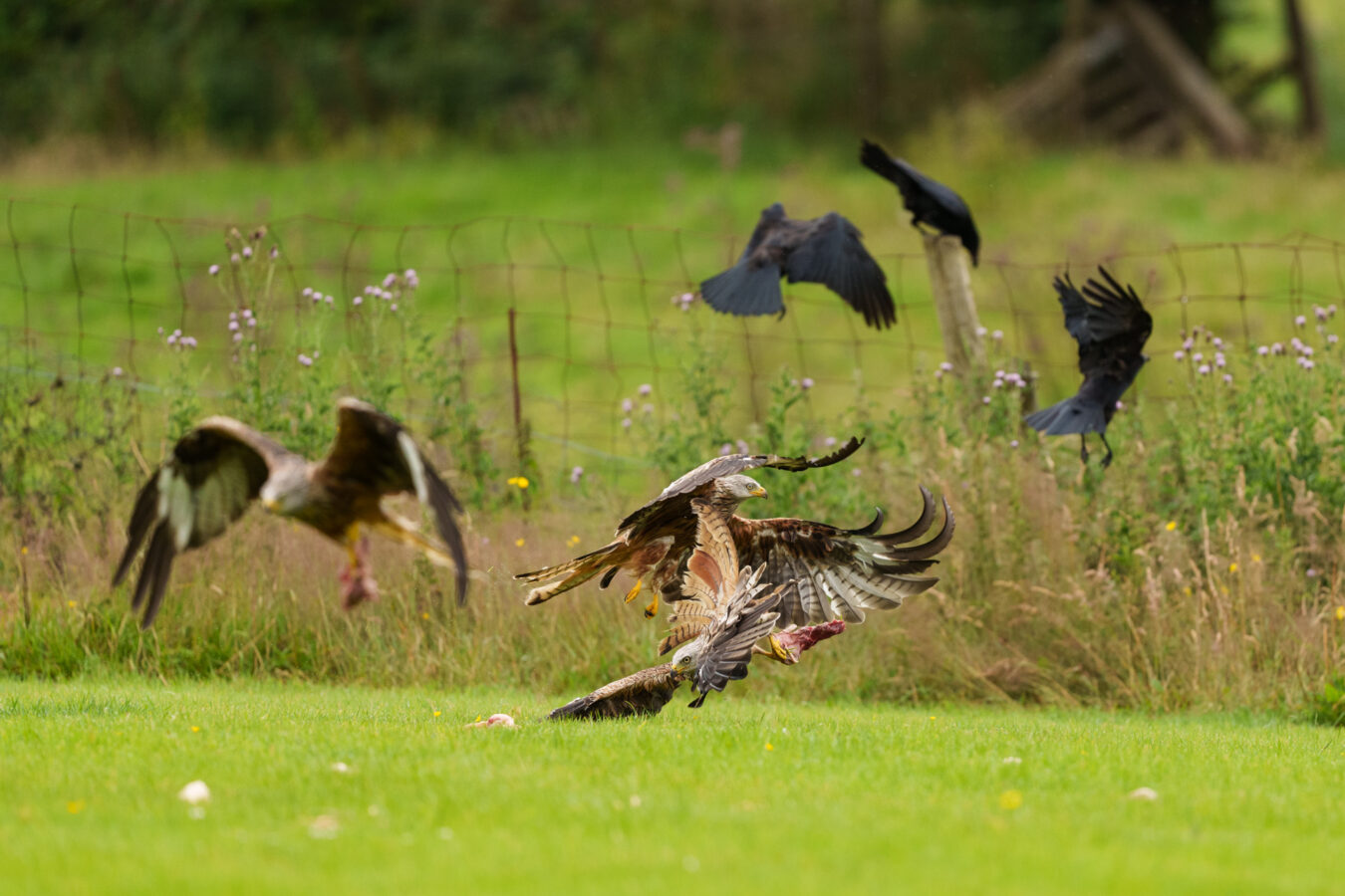 Kites and crows fighting for food.