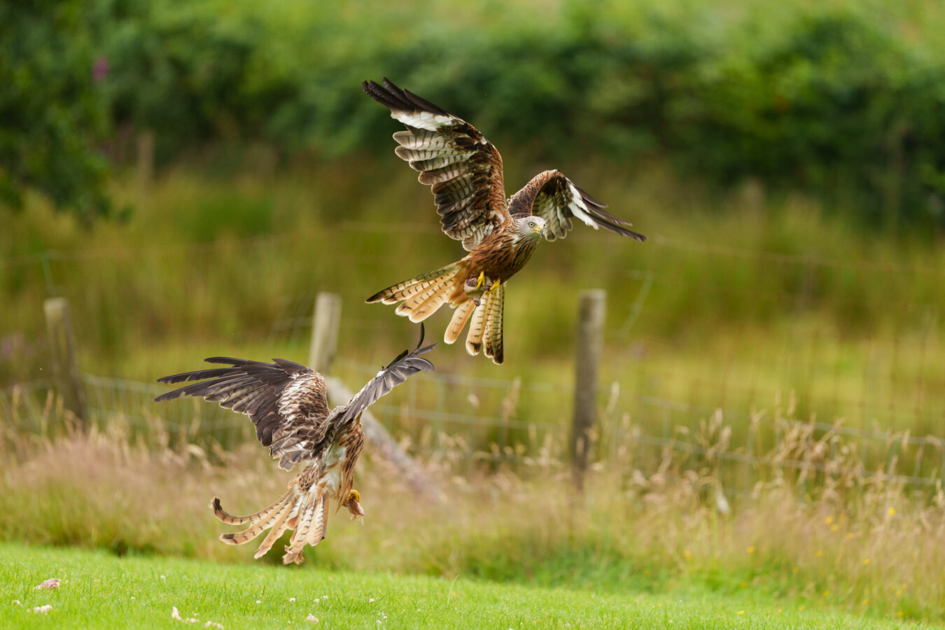 Two kites avoiding each other while grabbing food on the ground.