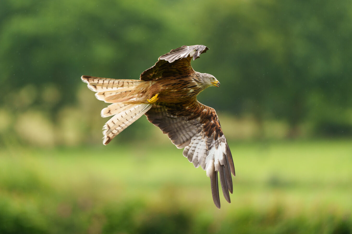 Red kite in flight