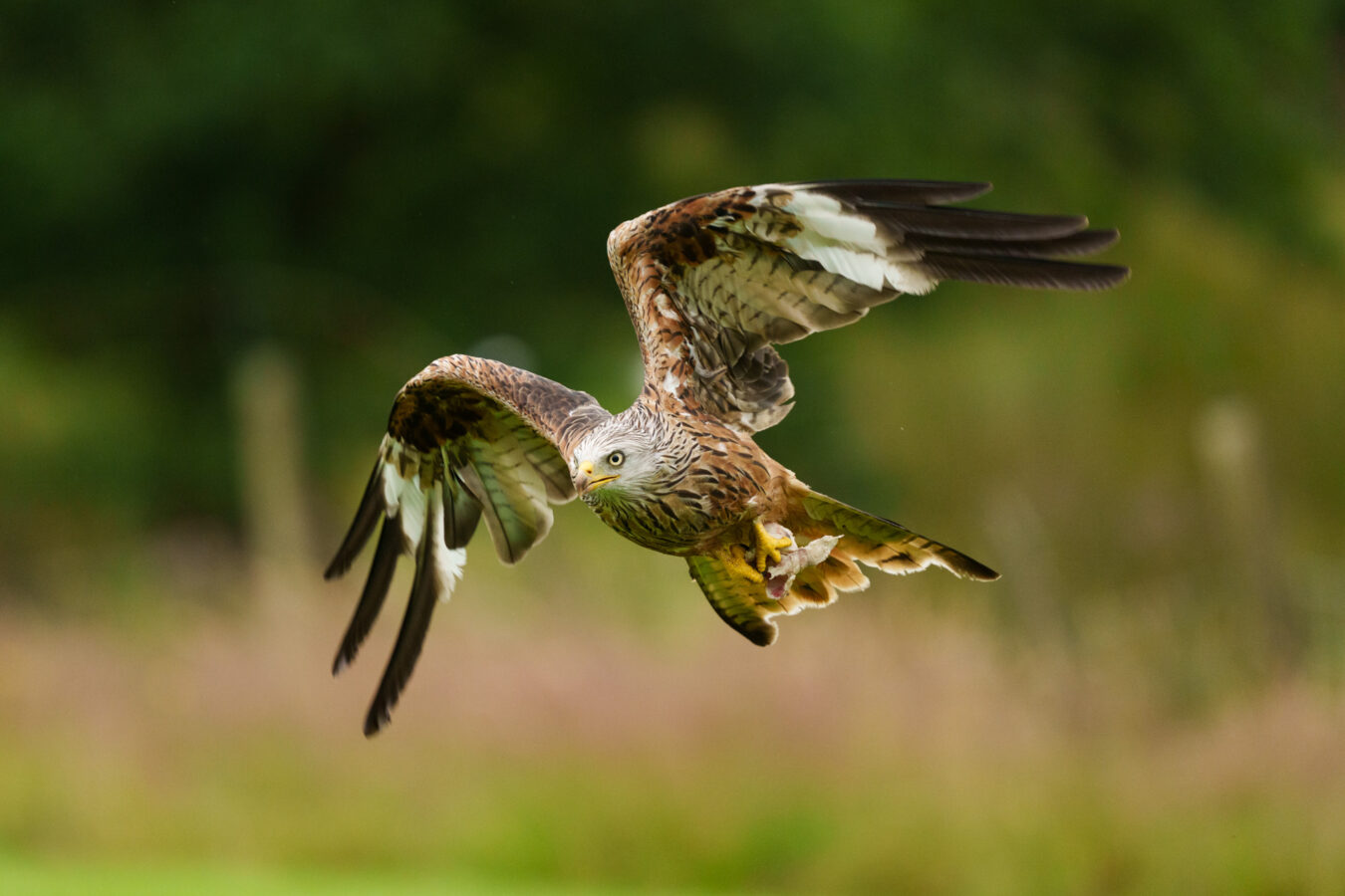 Red kite in flight with meat in its feet