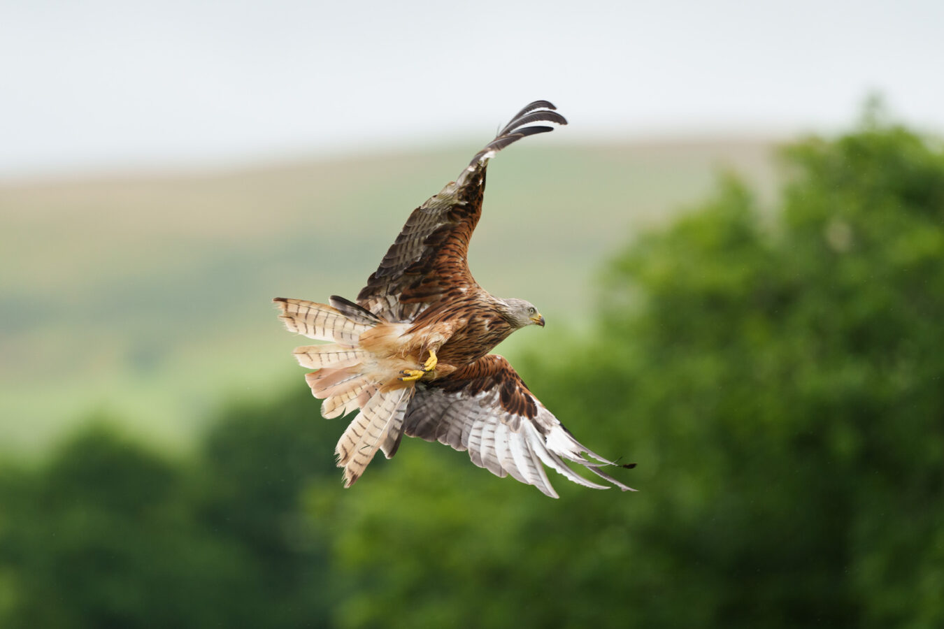 Red kite changing direction