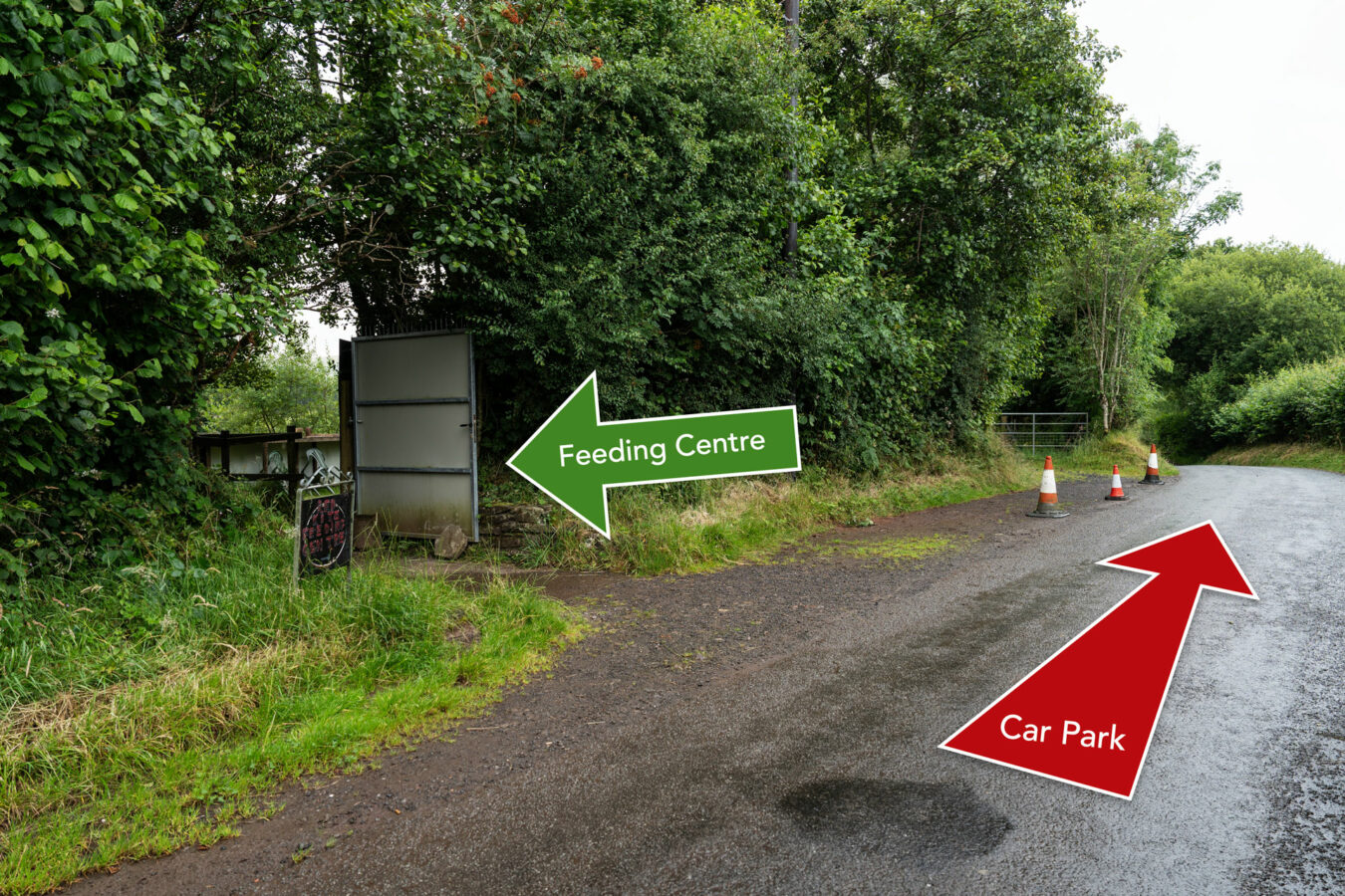 Road with arrows indicating where to park