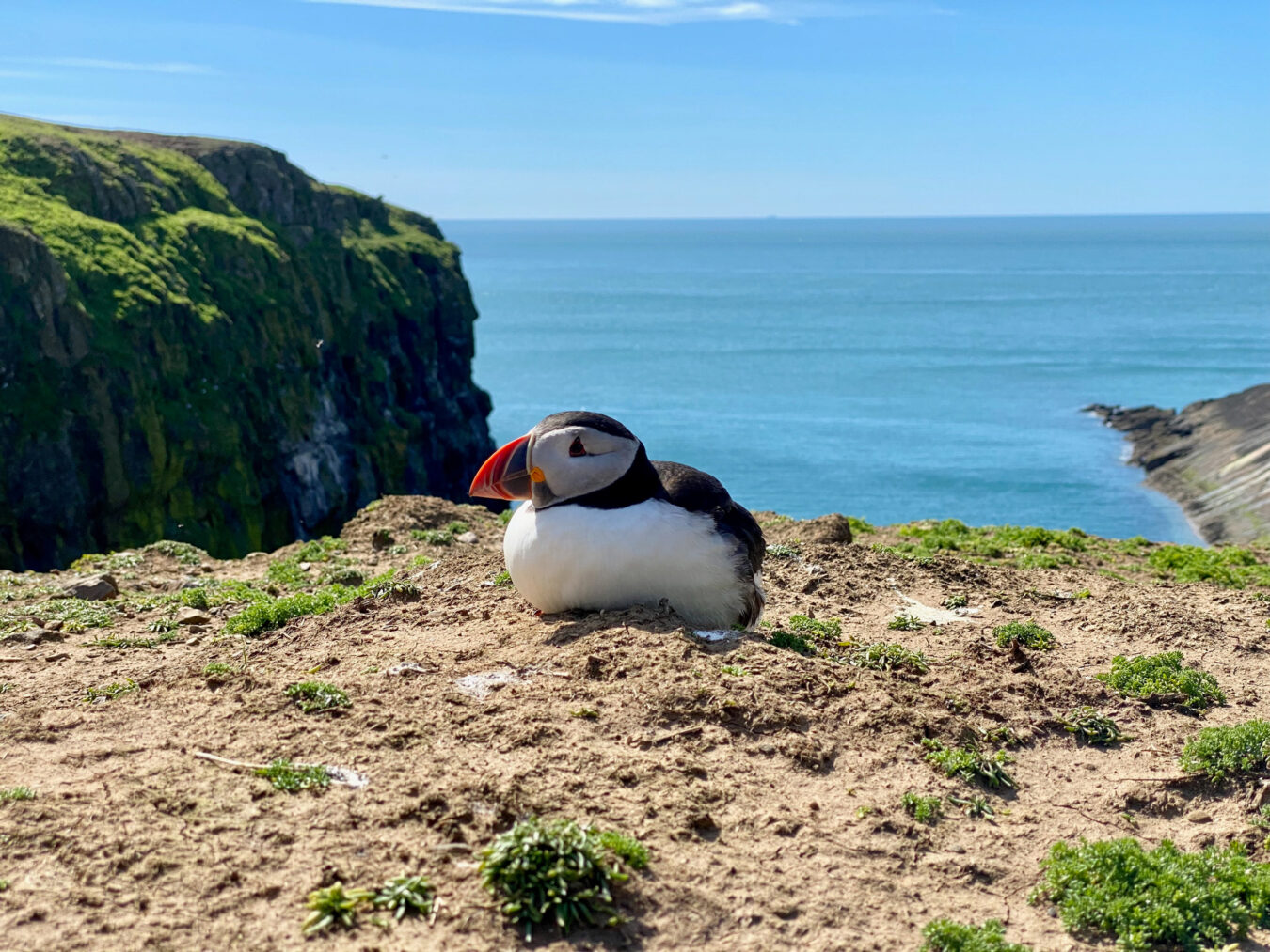 Puffin resting with cliff and sea in the background