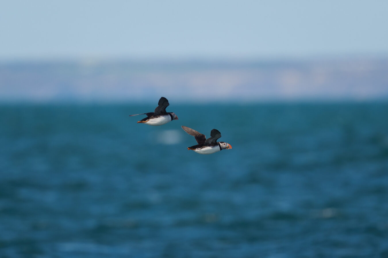 Two puffins in flight with sea in the background