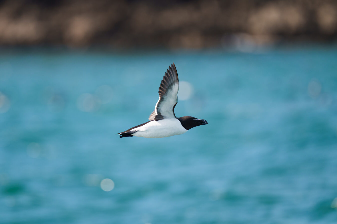 Razorbill in flight with water in the background.