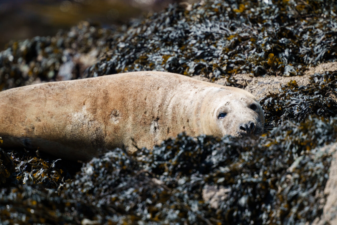 Grey seal resting on the shore.