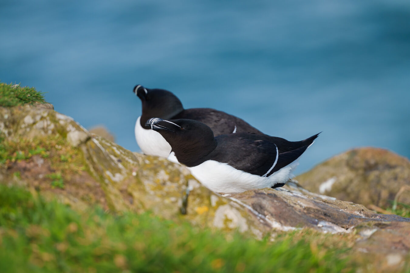 Two razorbills resting on the cliff.