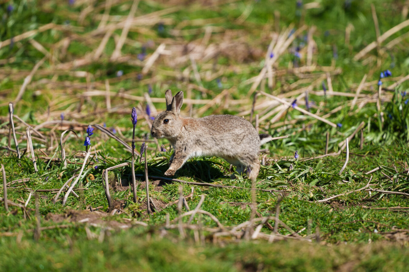 Rabbit running on Skomer Island