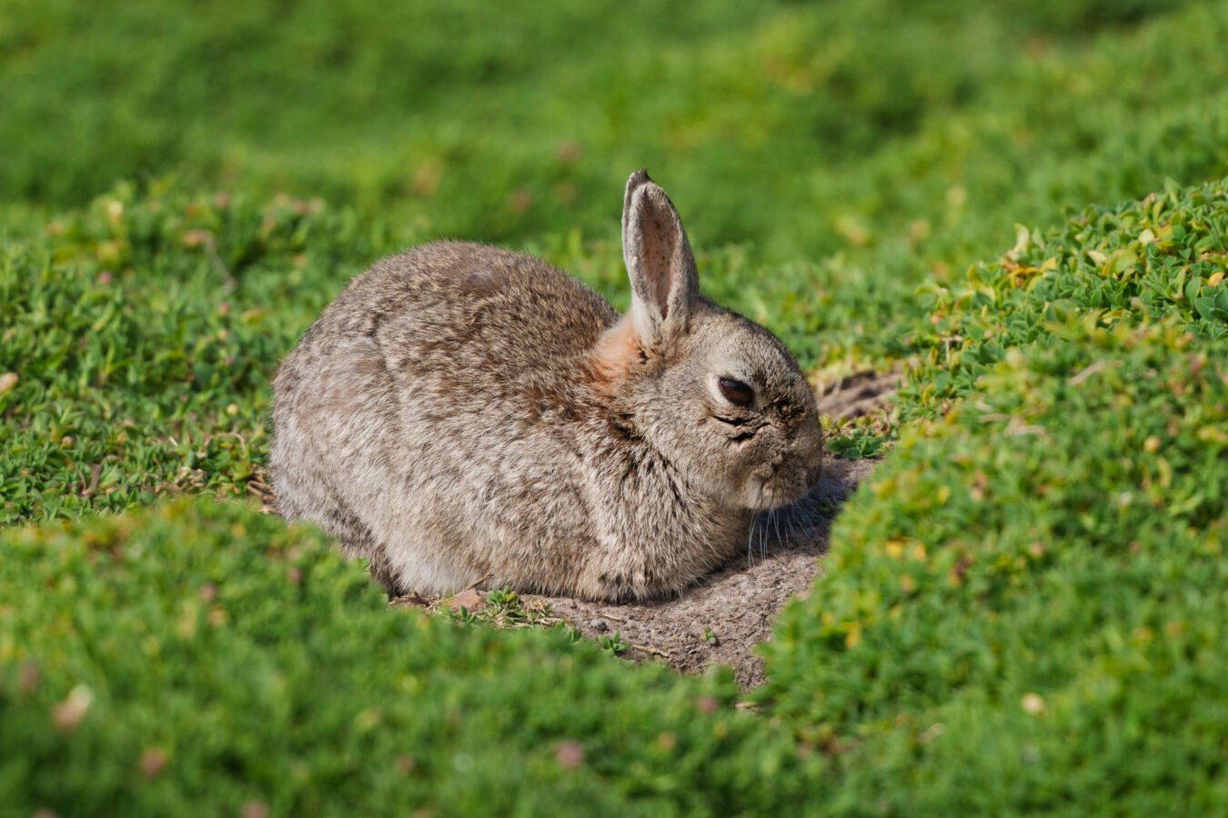 Rabbit resting near burrows on Skomer Island