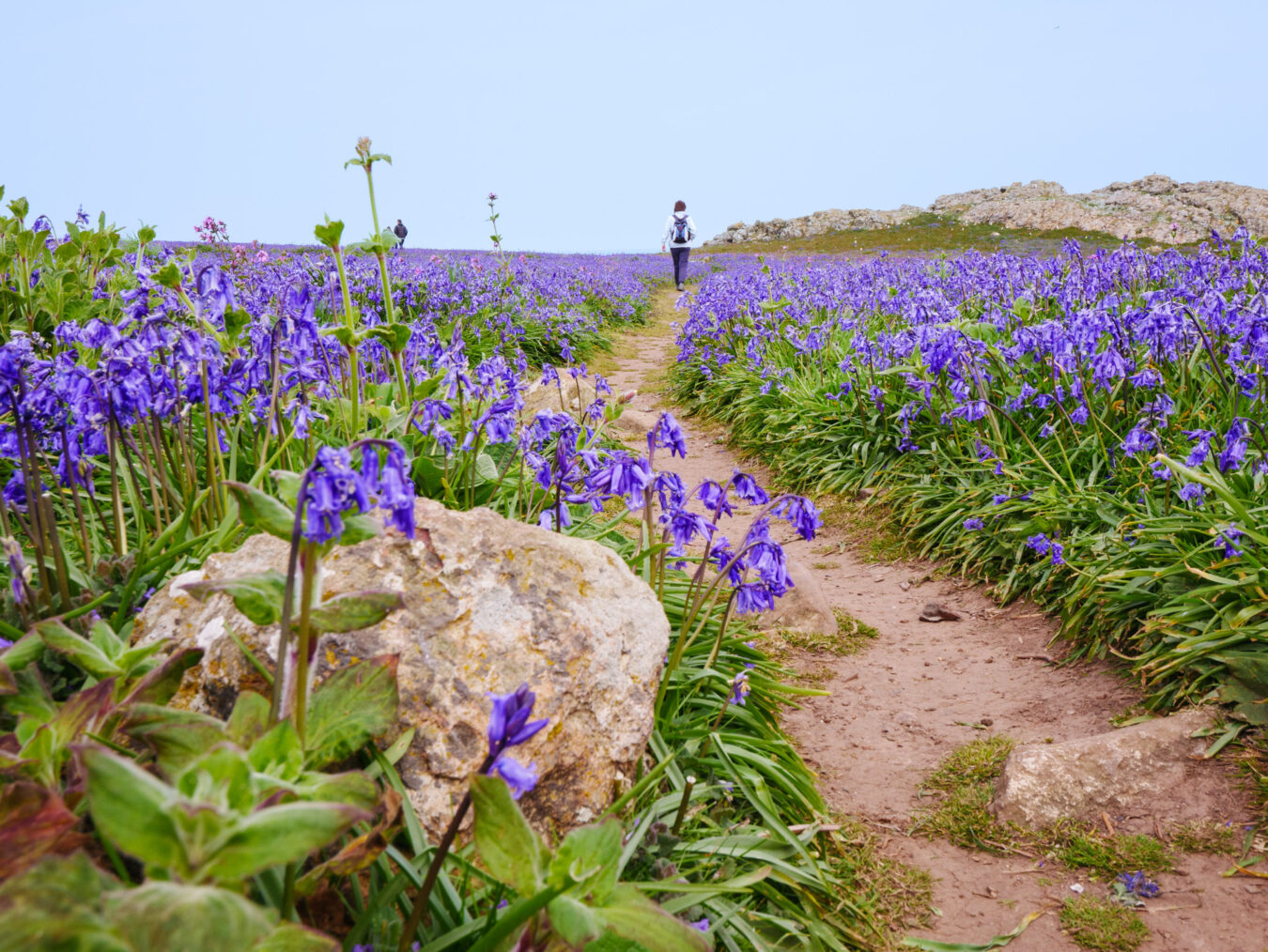 Bluebells on Skomer Island