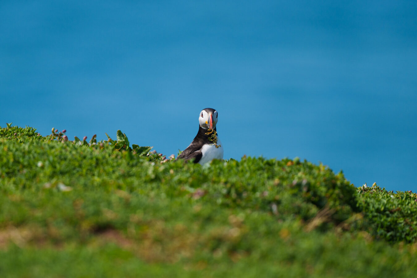 Puffin in the distant, behind burrows