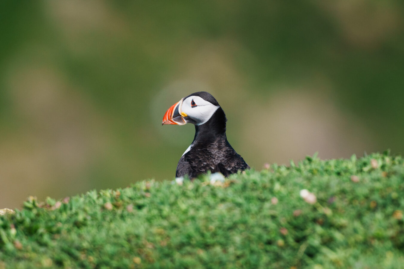 Puffin behind burrows and grass.