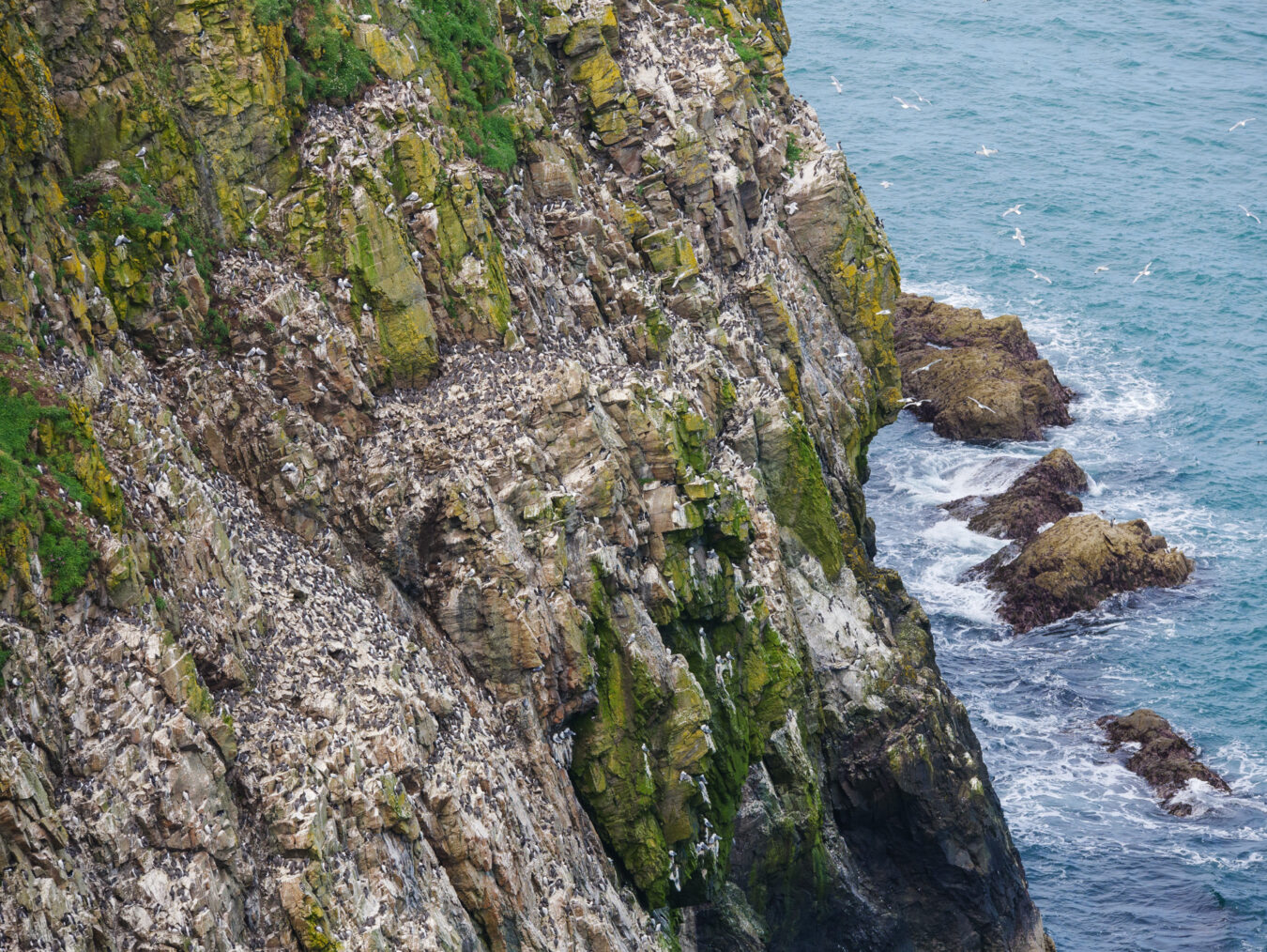 Cliff full of seabirds