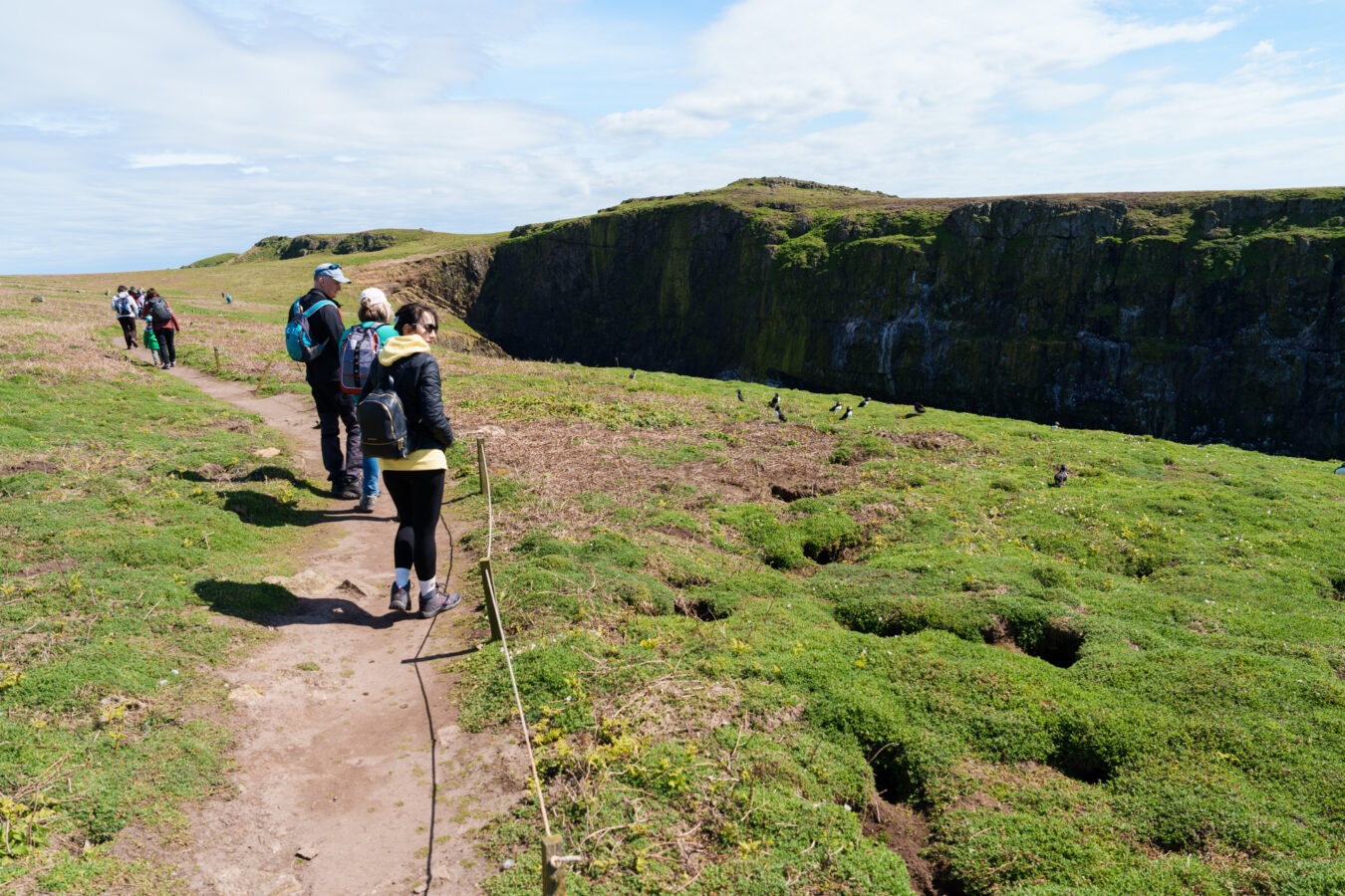 Footpath at The Wick, Skomer Island