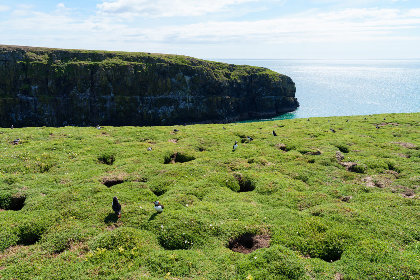 The Wick, Skomer Island