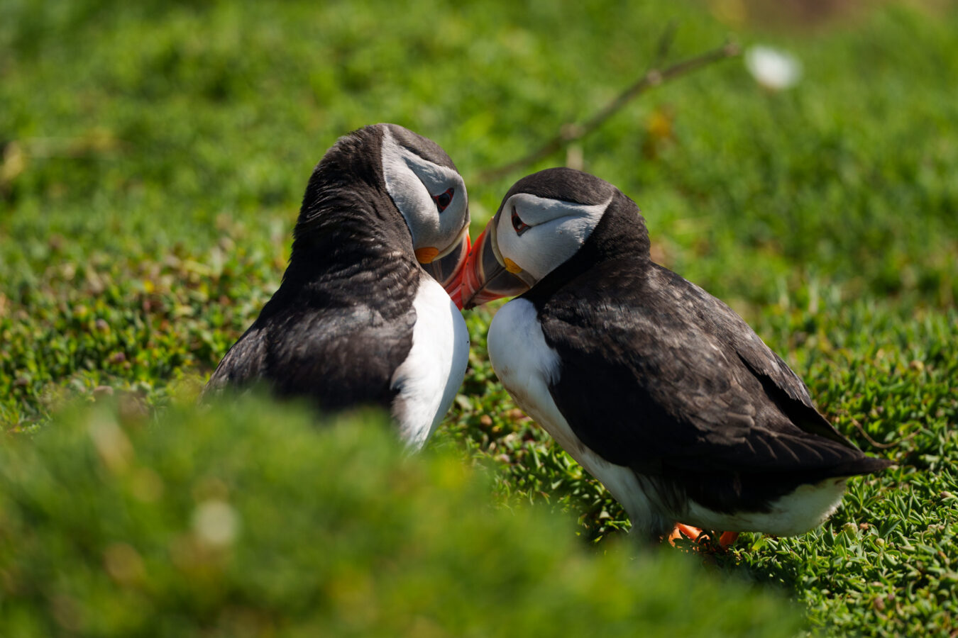 Two puffins cuddling