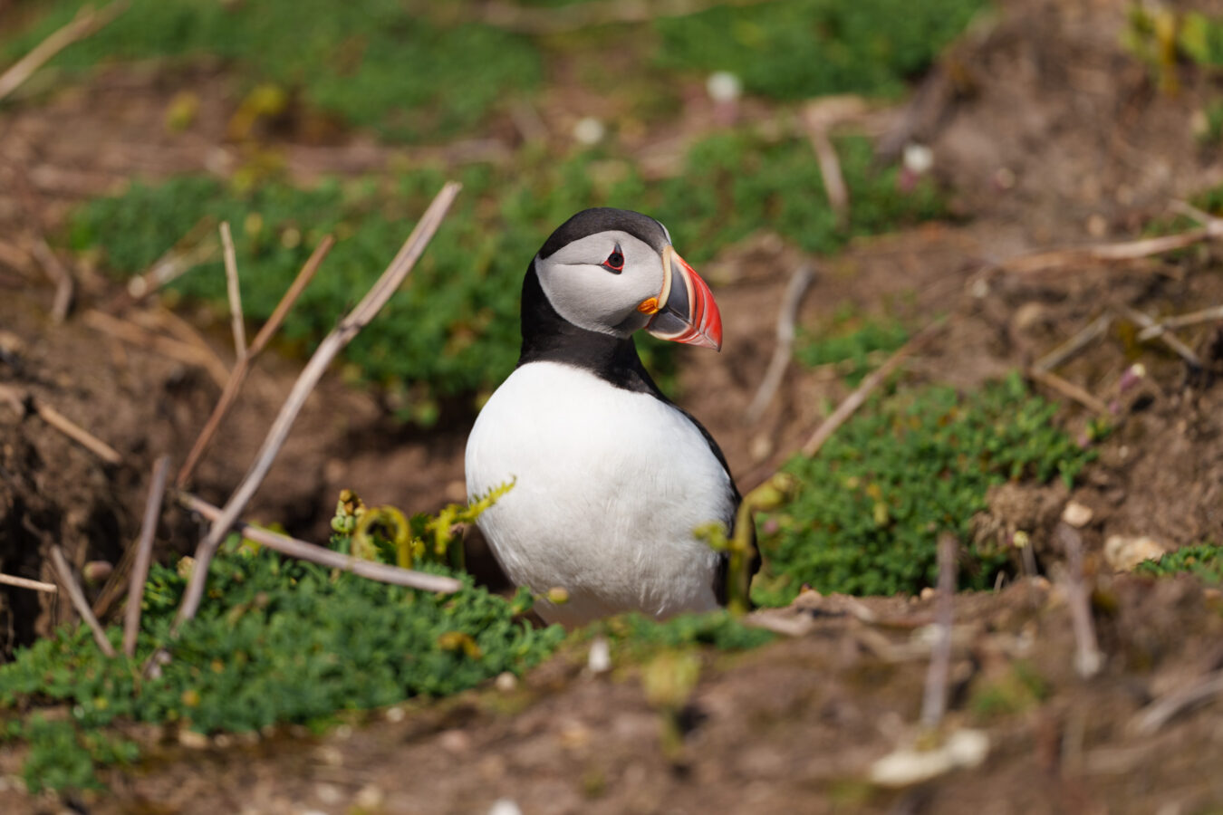 Puffin near a burrow.