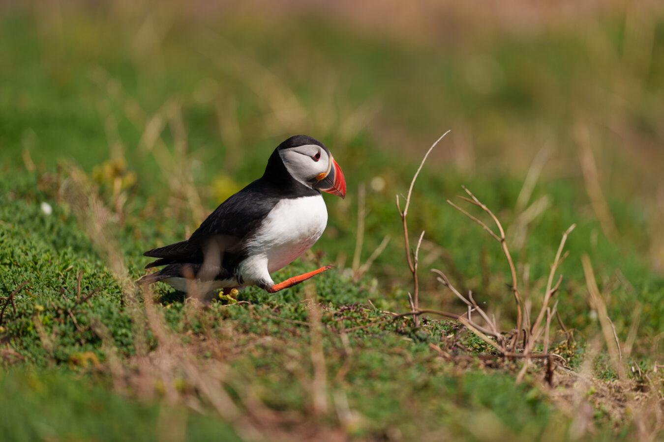 Puffin walking in the grass