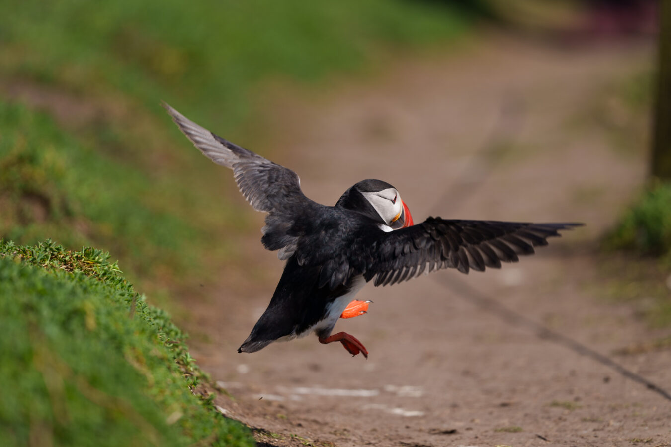 Puffin jumping on the footpath