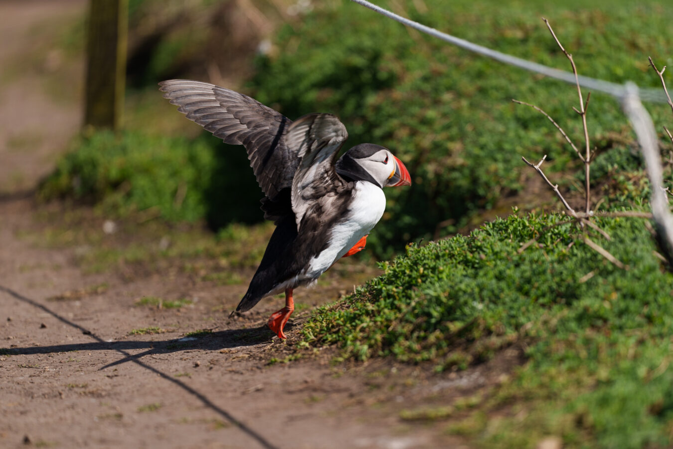 Puffin crossing the footpath