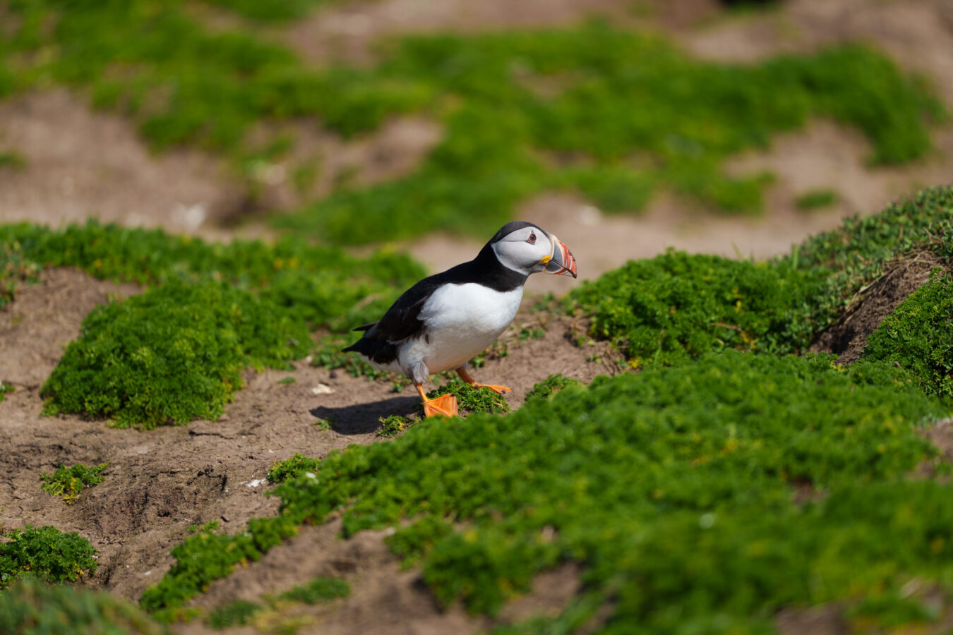 Puffin near burrows.