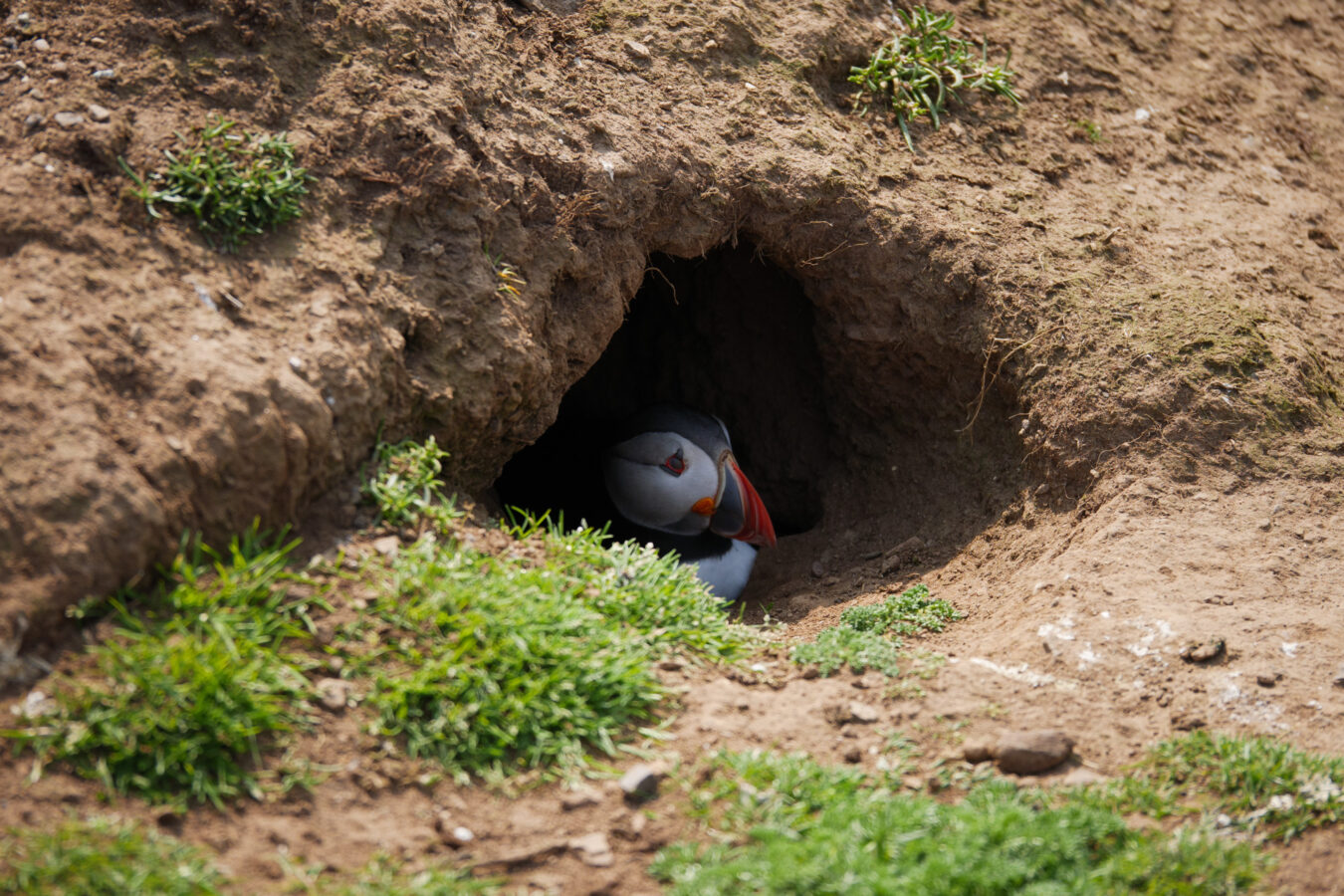 Puffin inside a burrow.