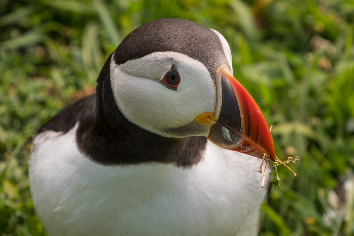 Puffin close-up