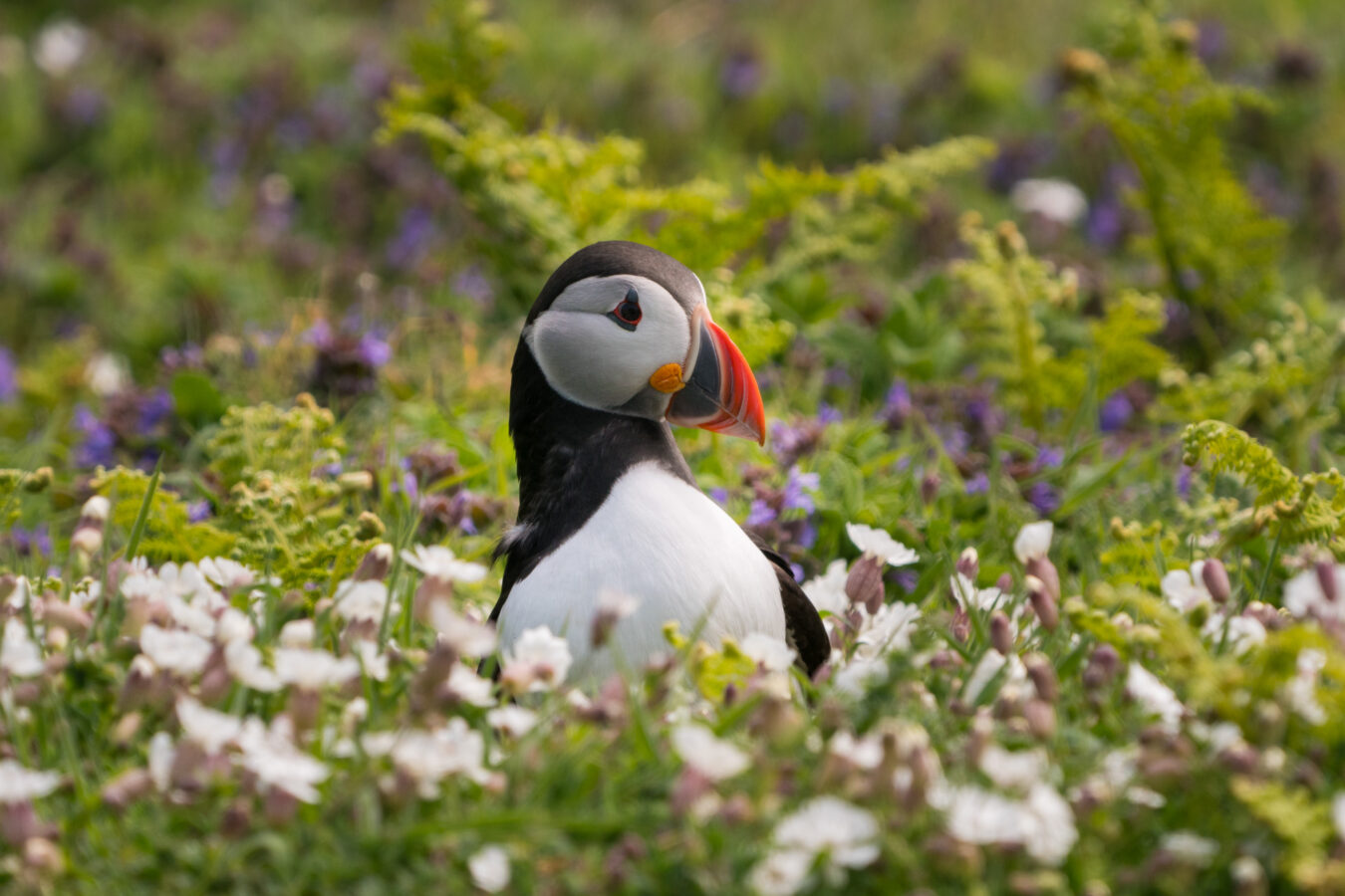 Puffin surrounded by tall grass and flowers.