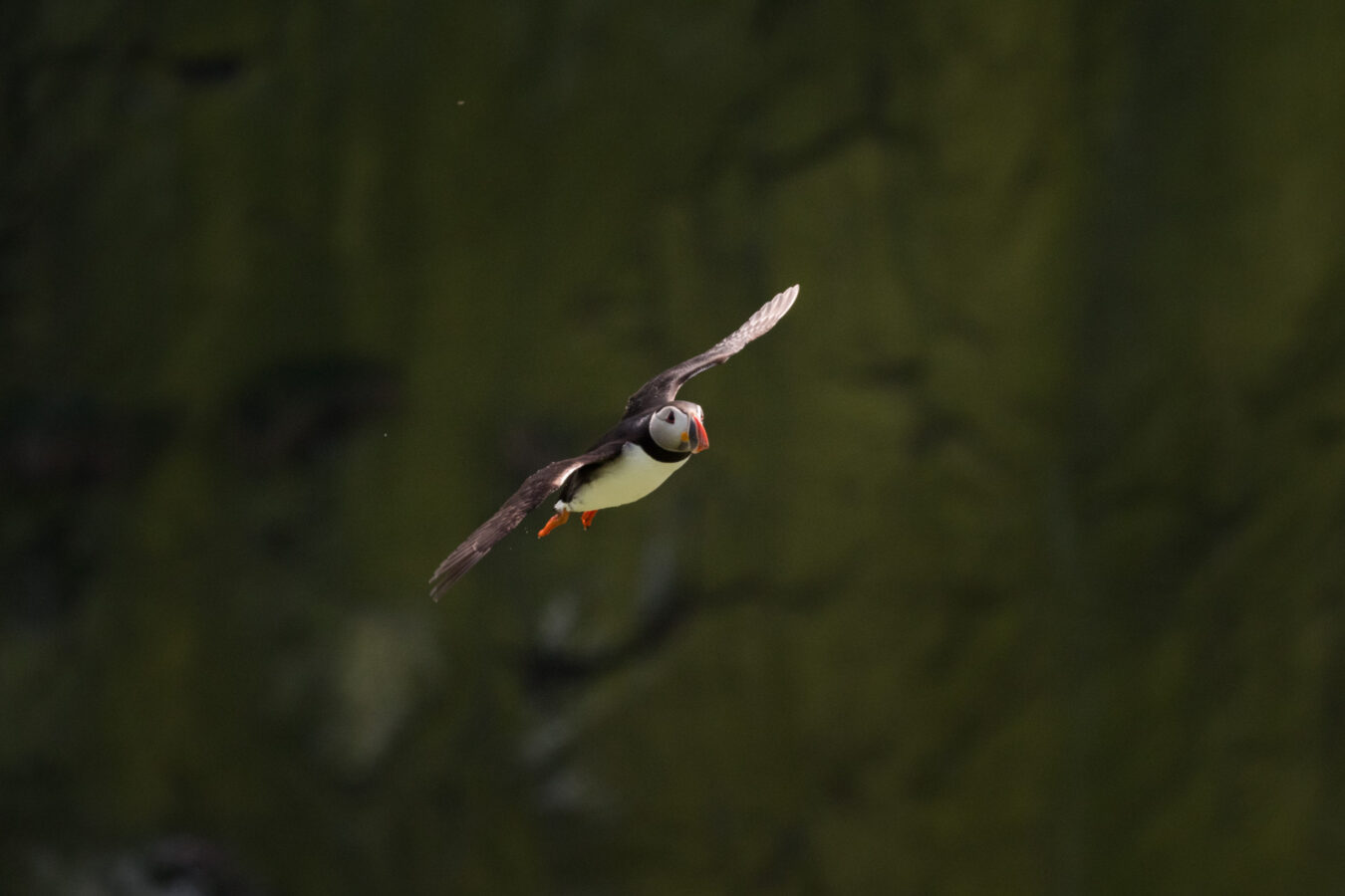 Puffin in flight with dark cliff in the background.