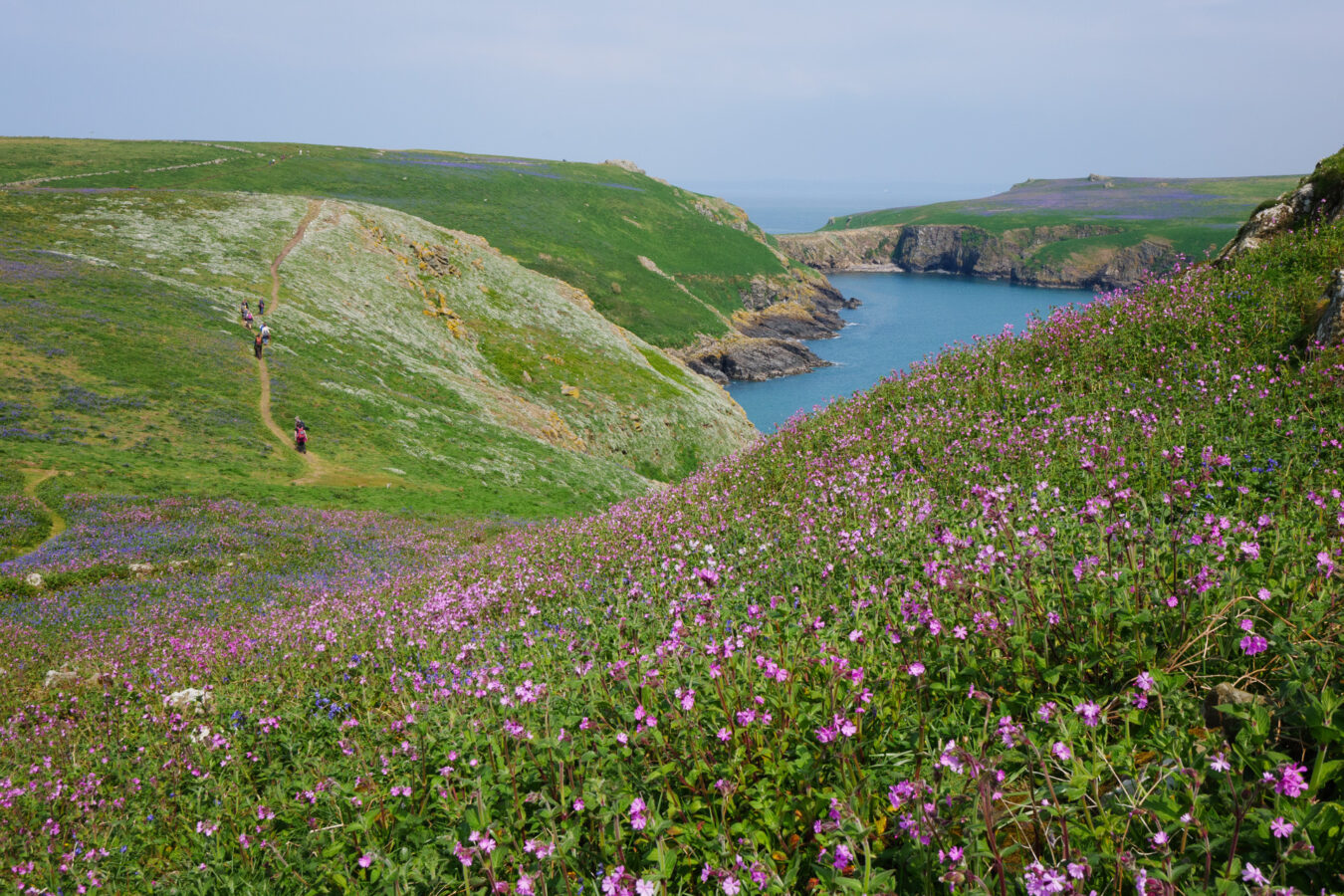 Skomer Island, walking back to the landing place.