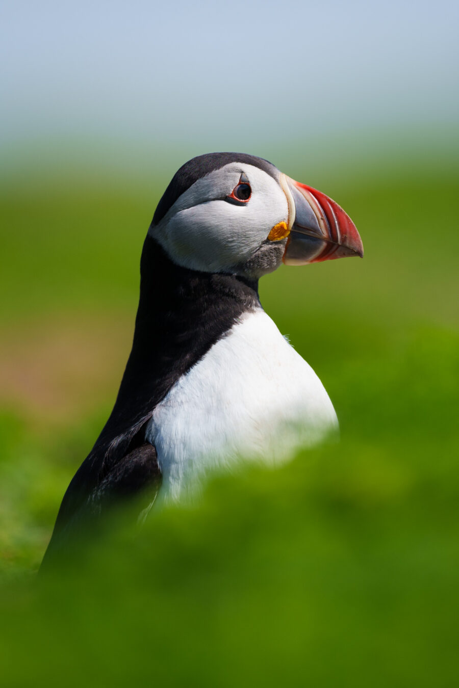 Atlantic Puffin surrounded by grass