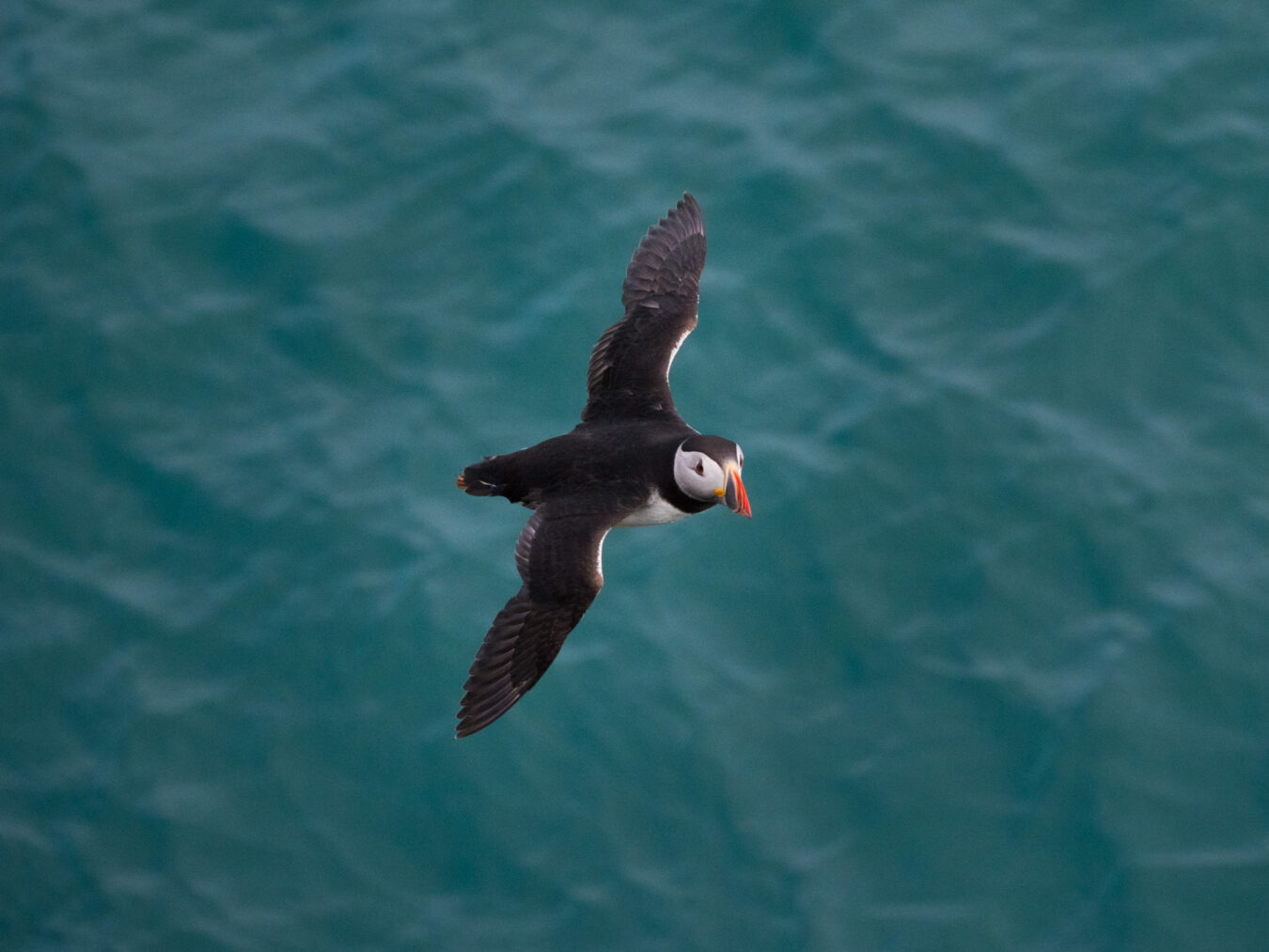 Puffin in flight with water in the background