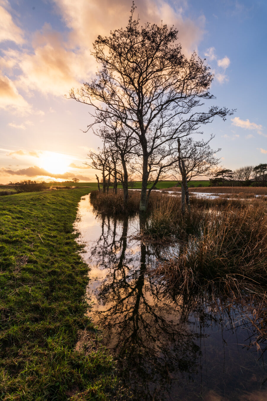 Tree and river with sunset in the background