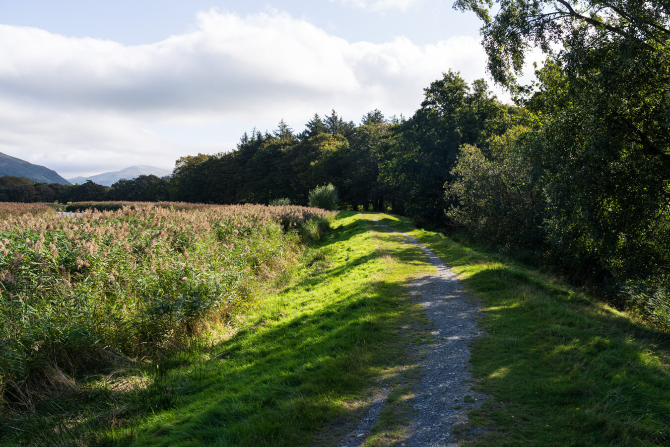 Path along trees on the left