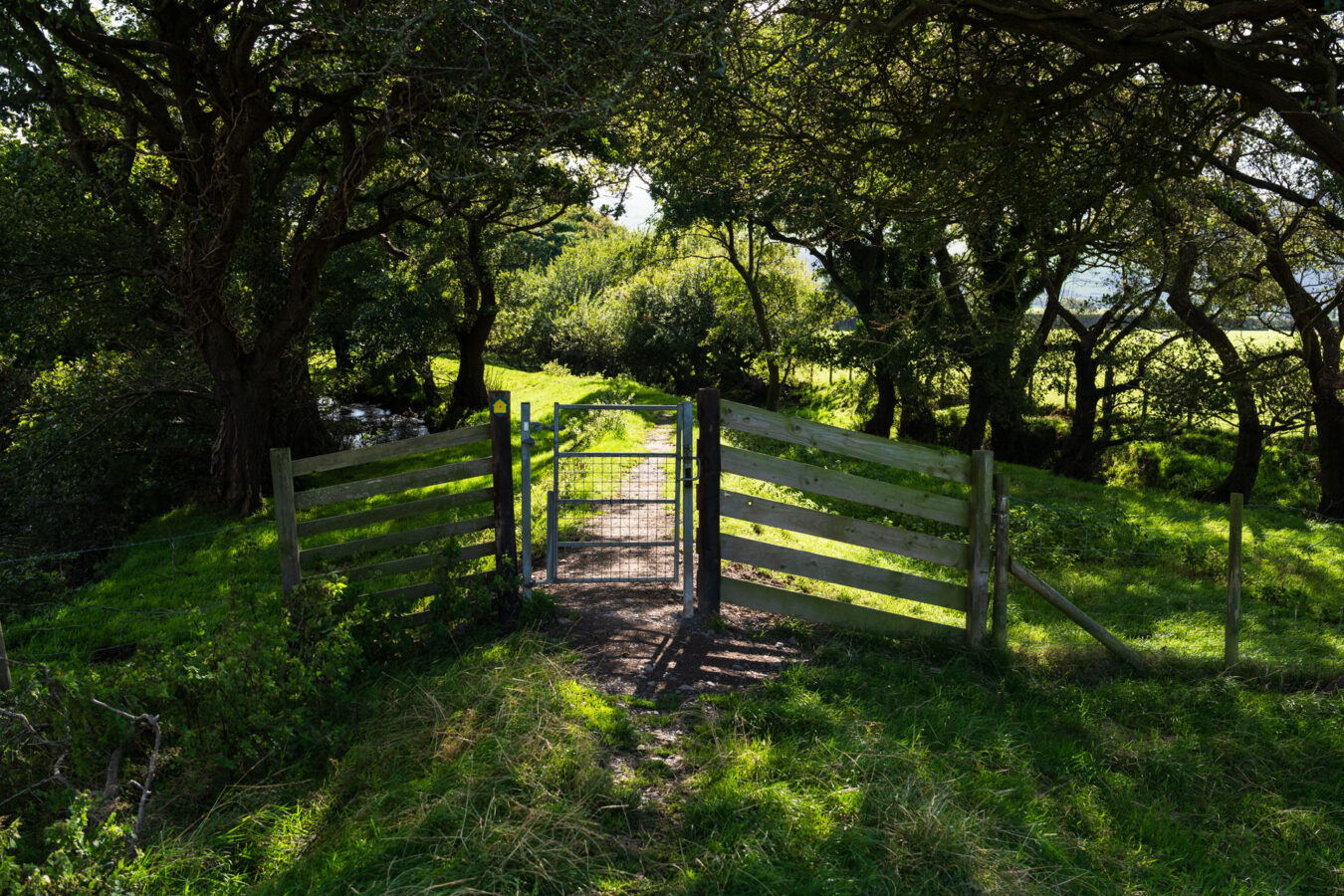 Small woodland and gate