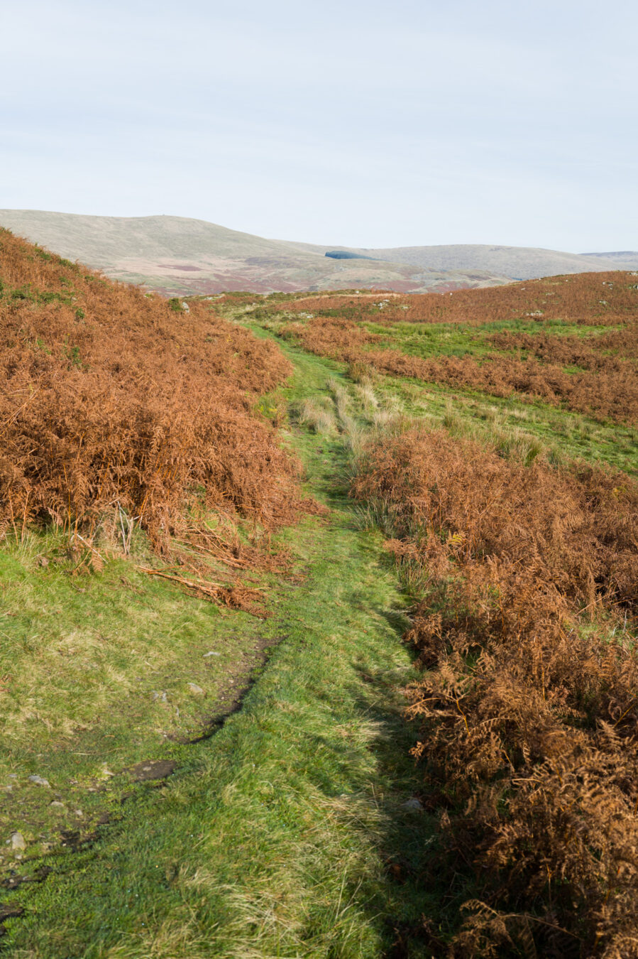 Path to Bearded lake