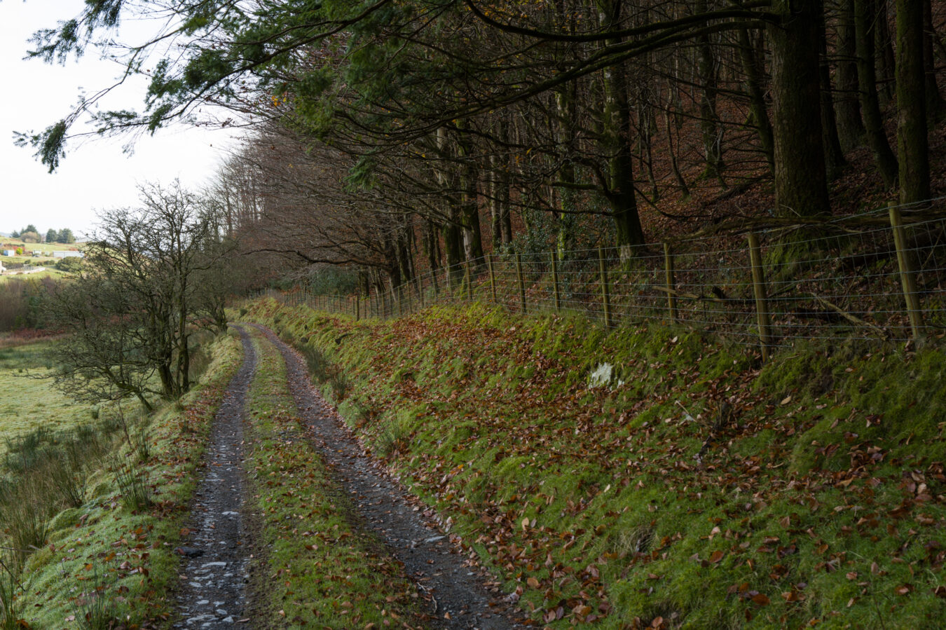 Walking along the woodland