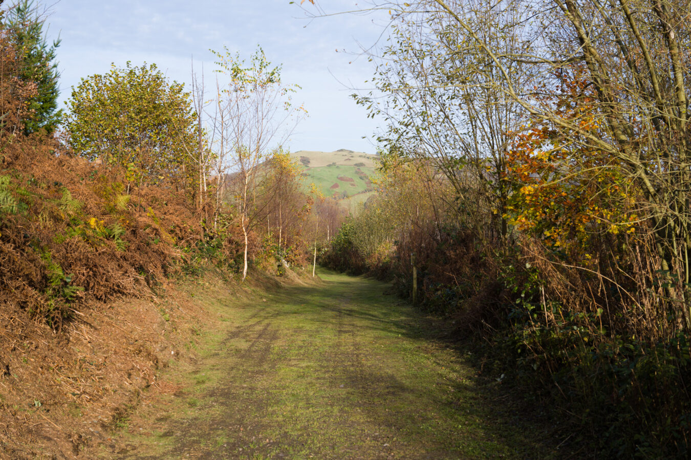 Path on the grass among trees