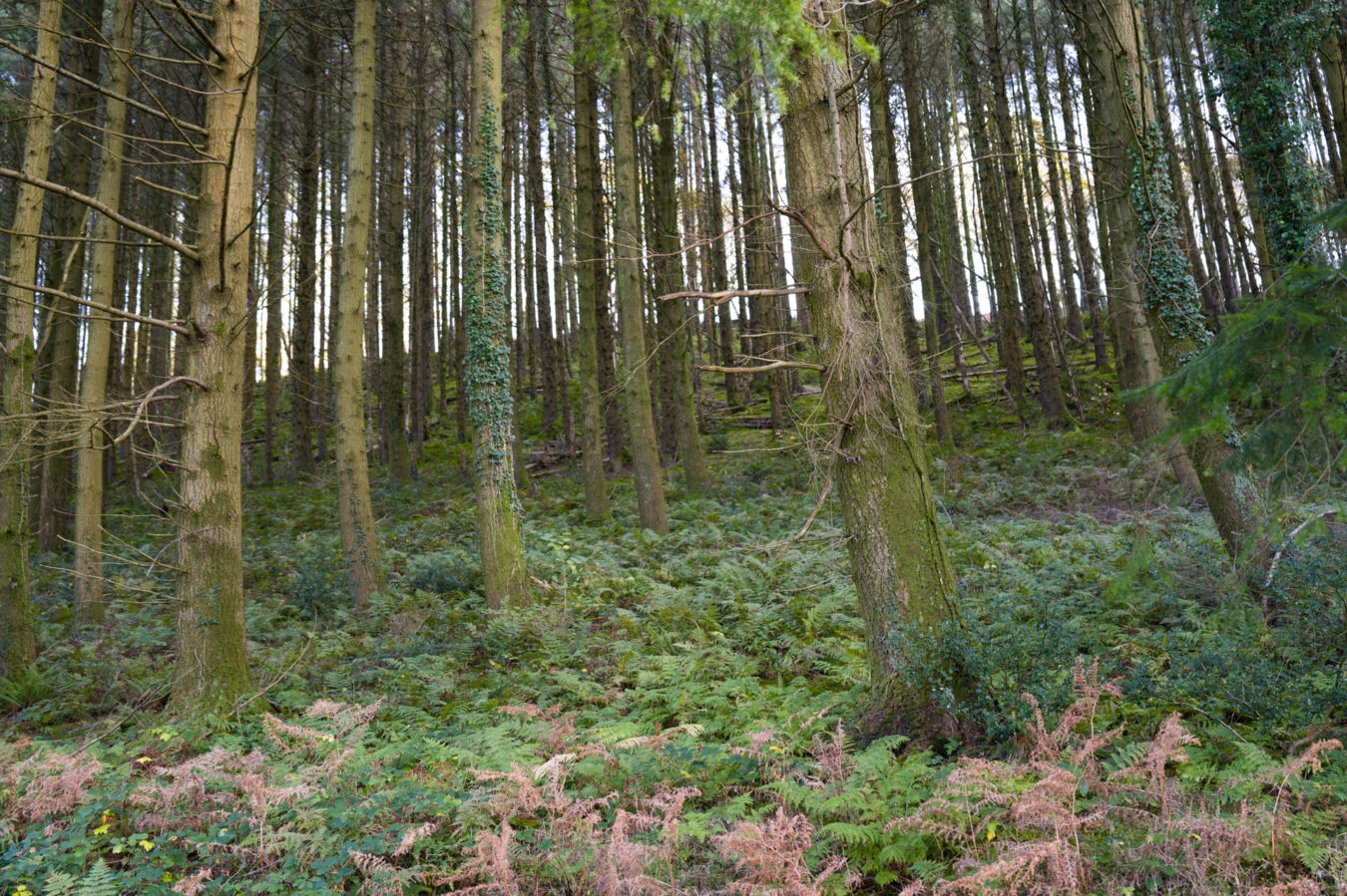 Trees in Pennal forest