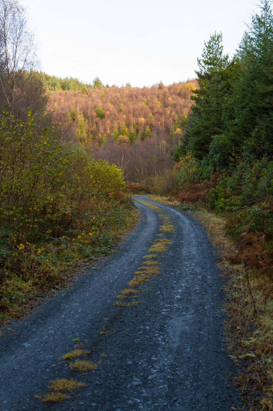 Dirt road up the forest