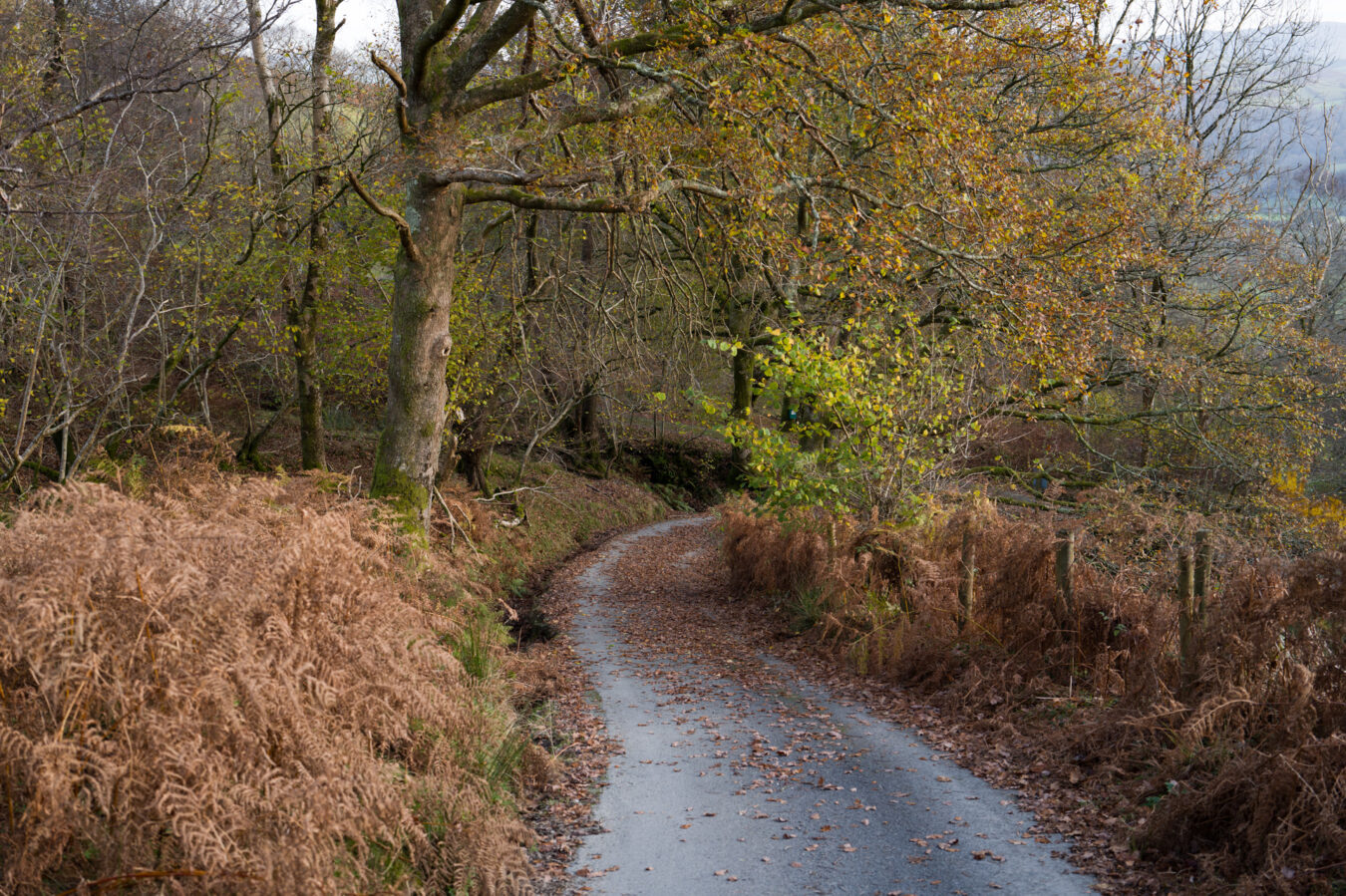 Walking down a narrow country road