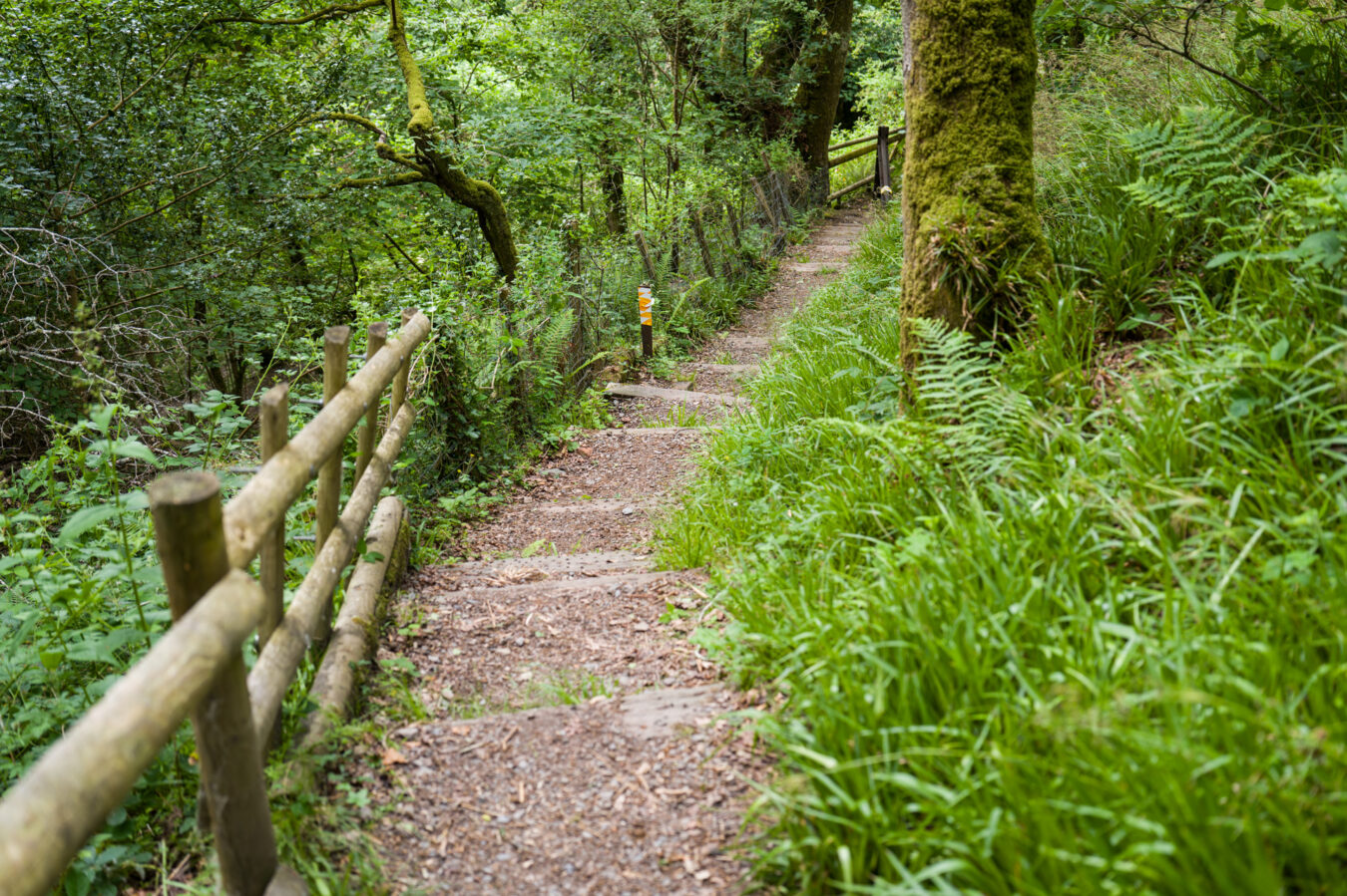 Woodland walk