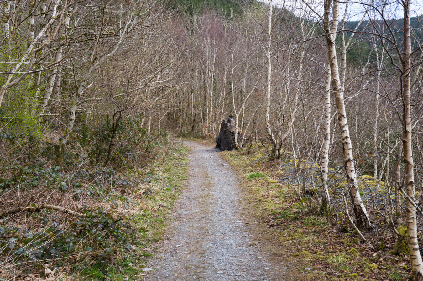 Dirth path