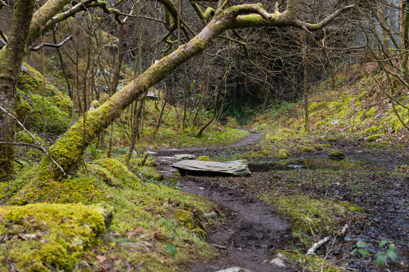 Trees and muddy path