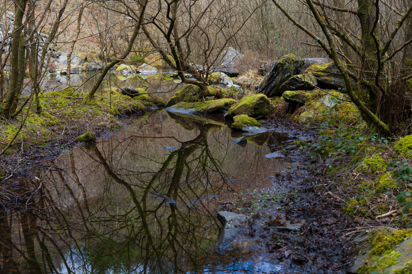 Tree reflections in the water