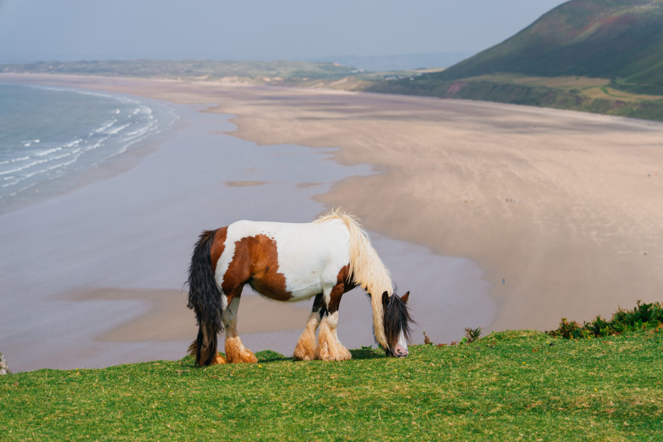 Wild horse eating grass on top of a cliff, with Rhossili beach in the background